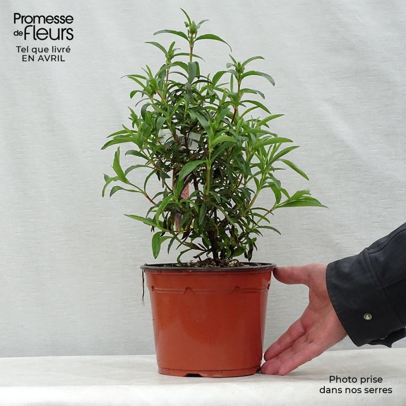 Jara purpúrea - Cistus purpureus Maceta 2L/3L Ejemplar entregado en la primavera