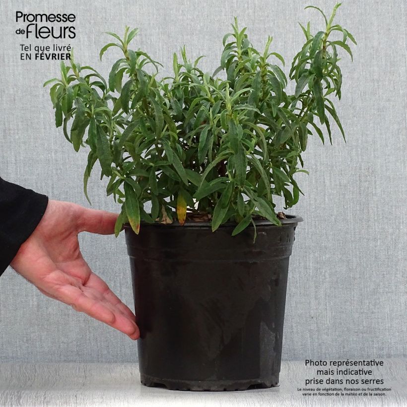 Jara purpúrea - Cistus purpureus Maceta 4L/5L Ejemplar entregado en invierno