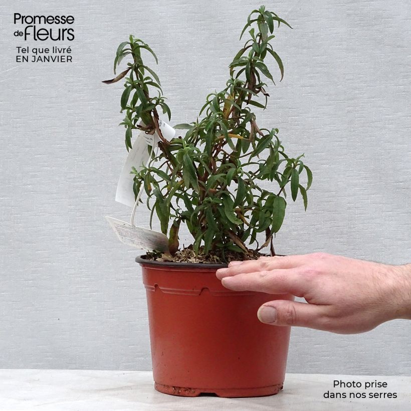 Jara purpúrea - Cistus purpureus Maceta 2L/3L Ejemplar entregado en invierno