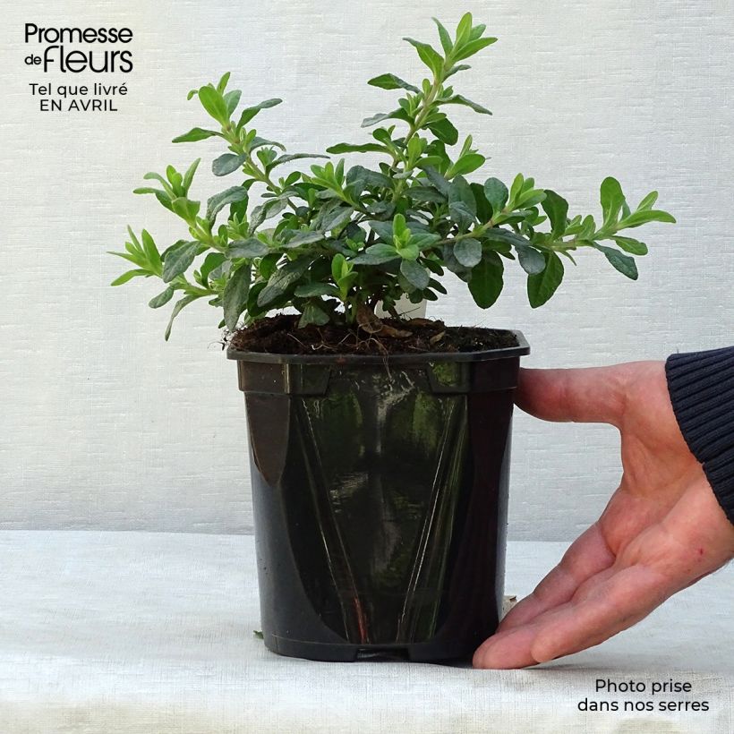 Jaguarzo morisco - Cistus salviifolius Maceta 2L/3L Ejemplar entregado en la primavera