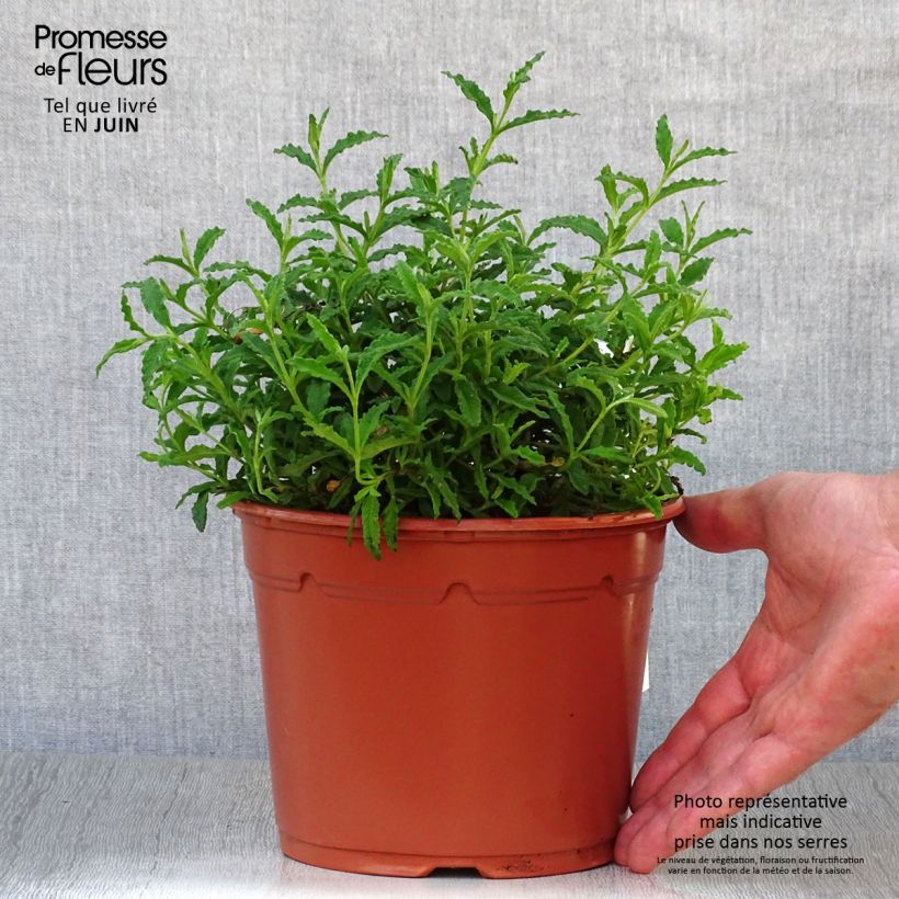 Ejemplar de Jaguarzo morisco - Cistus salviifolius Maceta 2L/3L entregado en verano
