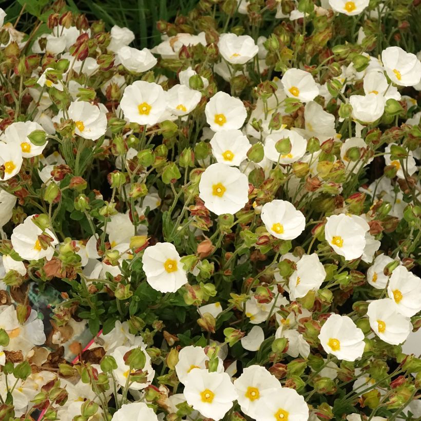 Jaguarzo morisco - Cistus salviifolius (Floración)