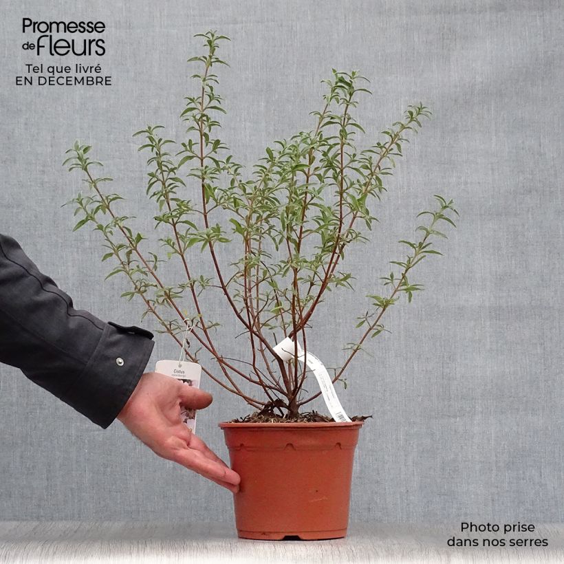 Jara - Cistus skanbergii Maceta 2L/3L Ejemplar entregado en invierno