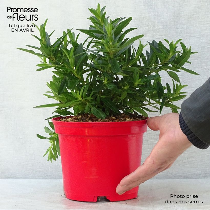 Jara - Cistus loretii Maceta 2L/3L Ejemplar entregado en la primavera