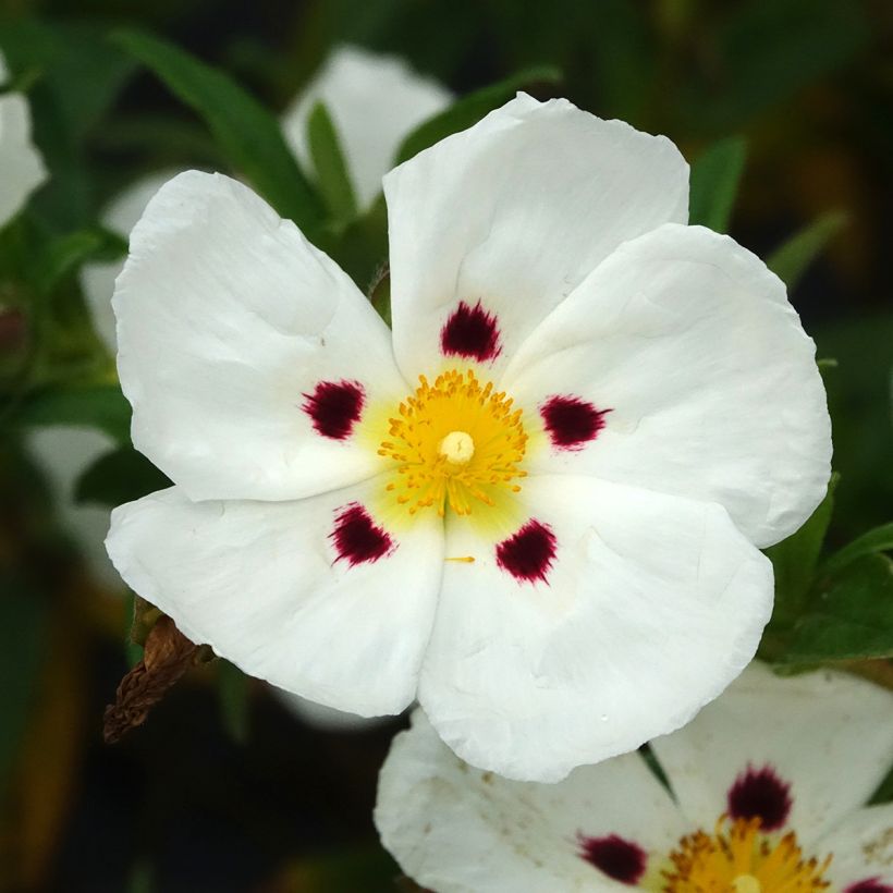 Jara - Cistus loretii (Floración)