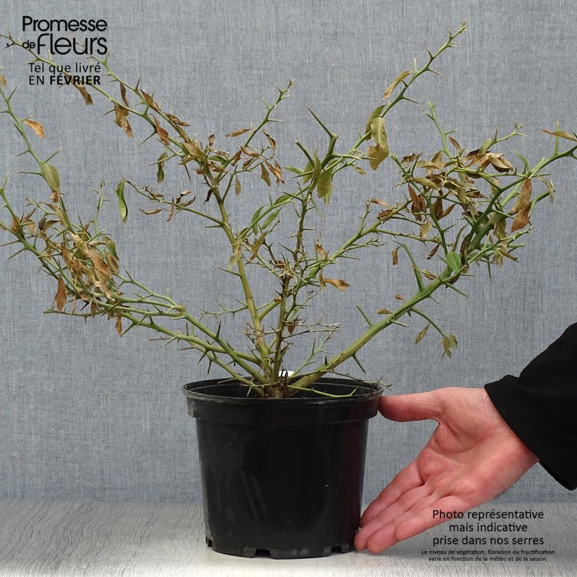 Lima dedo - Microcitrus australasica Maceta 2L/3L, Formación arbustiva Ejemplar entregado en invierno