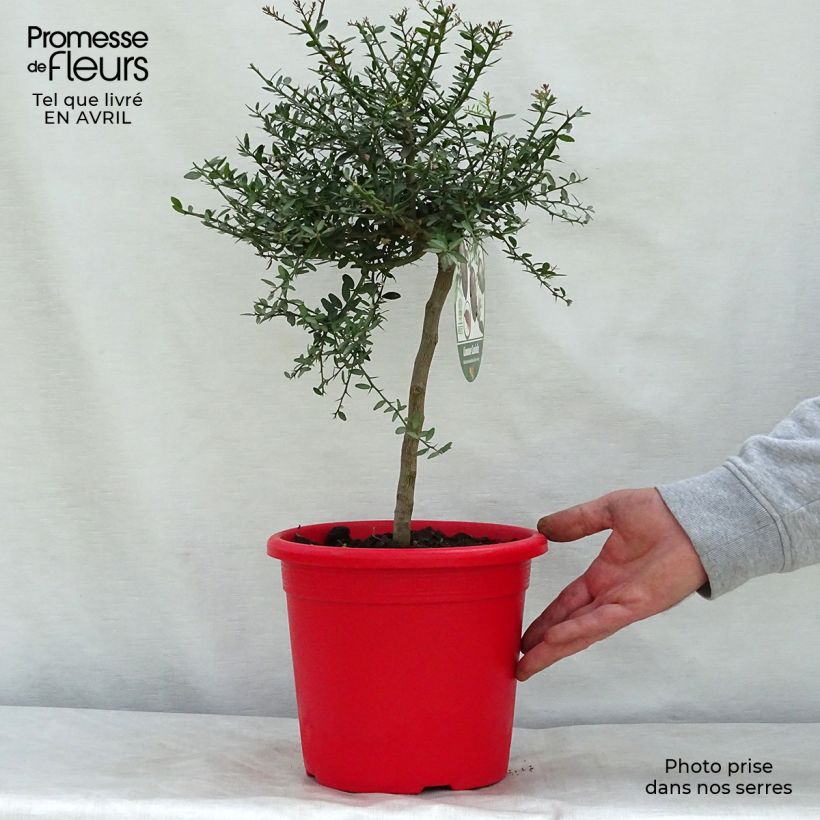 Lima dedo Red Crystal Maceta 2L/3L, Formación arbustiva Ejemplar entregado en la primavera