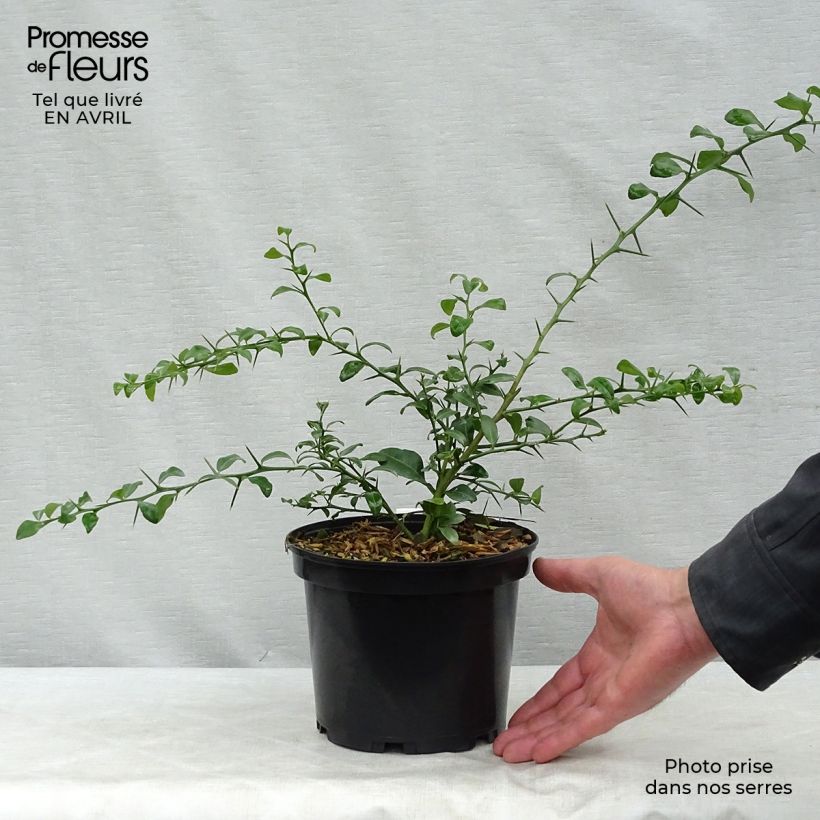 Lima dedo (verde) Maceta 2L/3L, Formación arbustiva Ejemplar entregado en la primavera