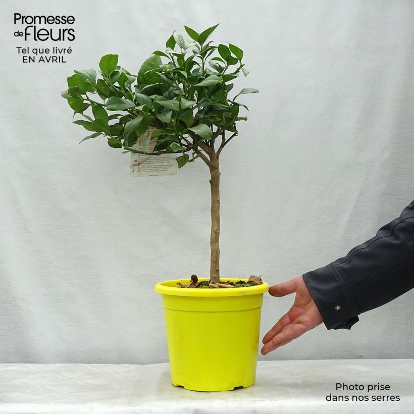 Limonero Volkameriano Maceta 4L/5L, 1/4 tallo Ejemplar entregado en la primavera