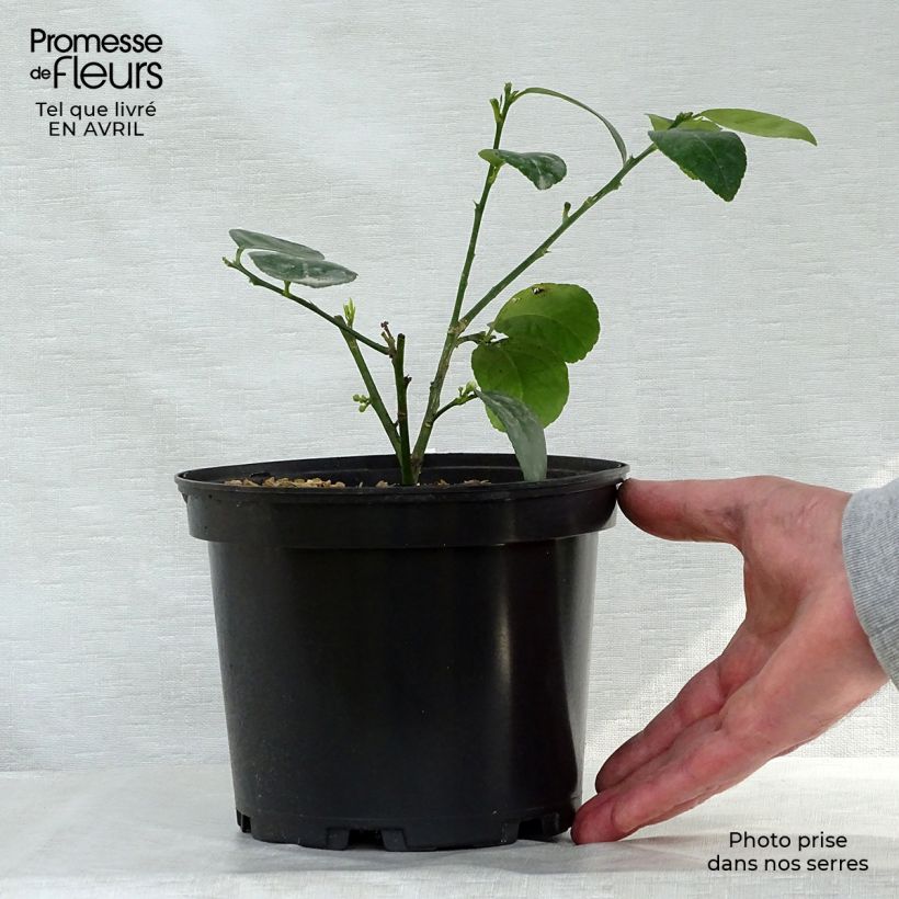 Limero​ Mexicana - Citrus aurantiifolia Maceta 2L/3L Ejemplar entregado en la primavera