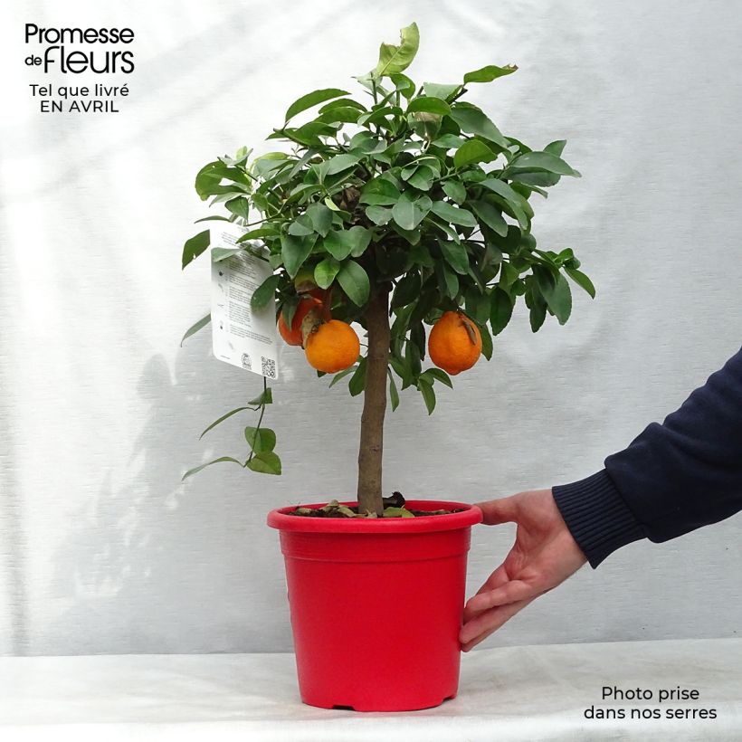 Limero​ Red Lime - Citrus aurantiifolia Maceta 4L/5L, 1/4 tallo Ejemplar entregado en la primavera