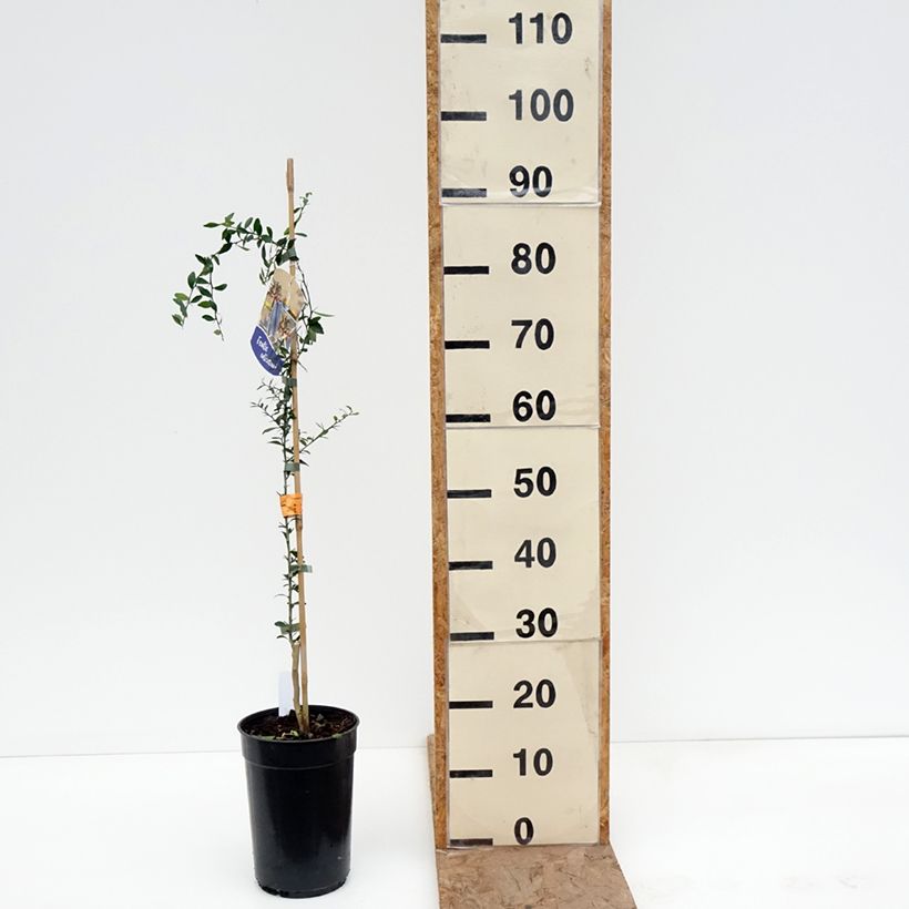 Lima dedo - Microcitrus australasica Maceta 2L/3L, Vástago Ejemplar entregado en invierno