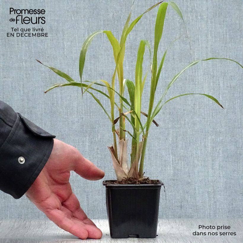 Limonaria - Cymbopogon citratus Maceta de 7/8 cm Ejemplar entregado en invierno