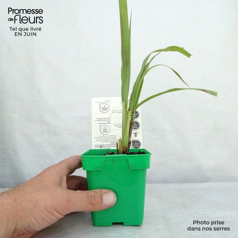 Ejemplar de Limonaria - Cymbopogon citratus Maceta 1L/1,5L entregado en verano