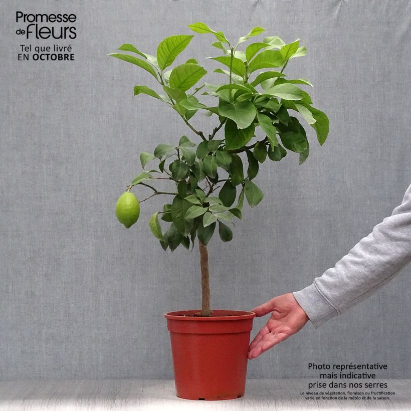 Ejemplar de Limonero Adamo - Citrus limon Maceta 4L/5L, 1/4 tallo entregado en otoño