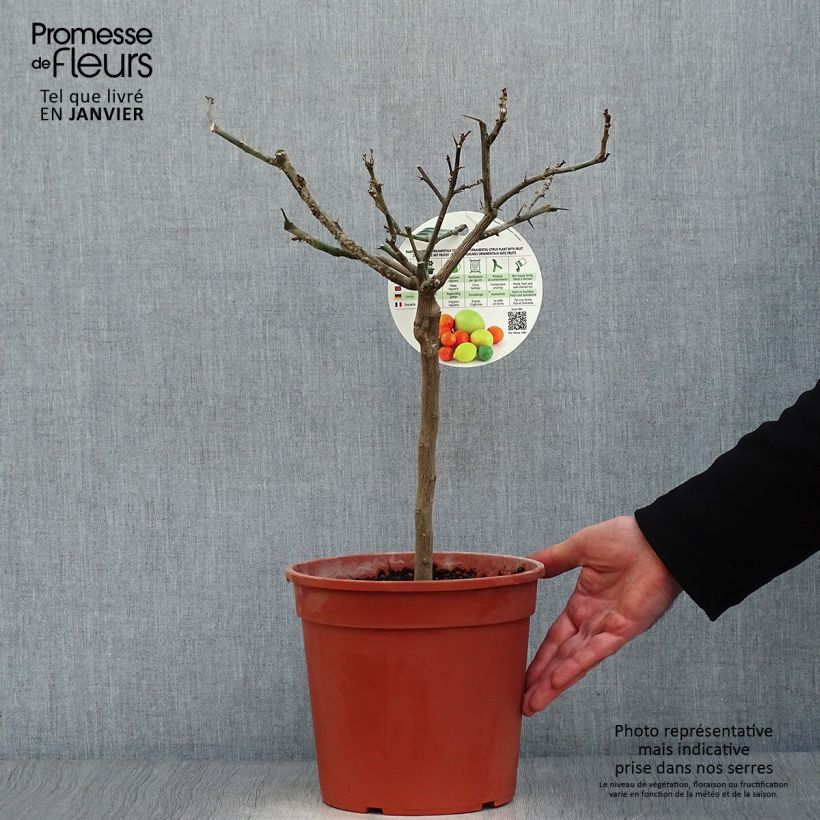 Limonero Cerza - Citrus limon Maceta 4L/5L, 1/4 tallo Ejemplar entregado en invierno