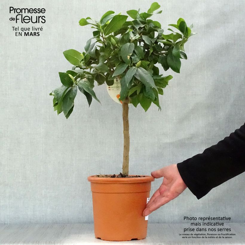 Limonero Femminello Incappucciato - Citrus limon Maceta 4L/5L, 1/4 tallo Ejemplar entregado en la primavera