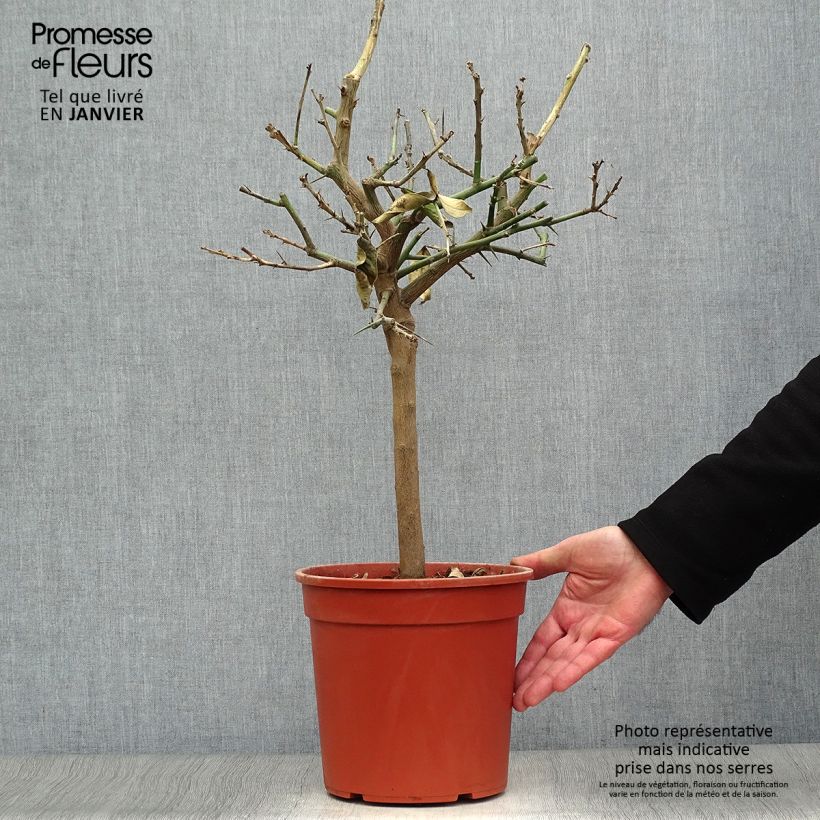 Limonero Lemox - Citrus limon Maceta 4L/5L, 1/4 tallo Ejemplar entregado en invierno