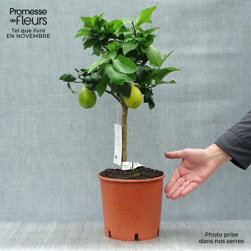 Ejemplar de Limonero de Meyer Maceta 4L/5L, 1/4 tallo entregado en otoño