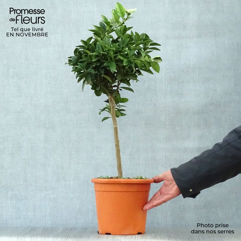 Ejemplar de Lima Pursha - Citrus limetta Maceta 4L/5L, 1/4 tallo entregado en otoño