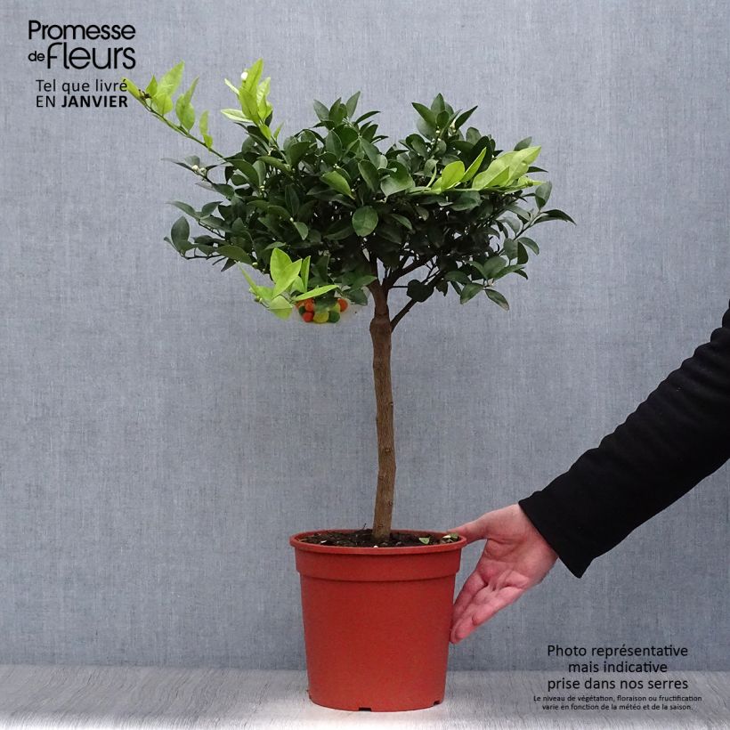 Lima Pursha - Citrus limetta Maceta 4L/5L, 1/4 tallo Ejemplar entregado en invierno