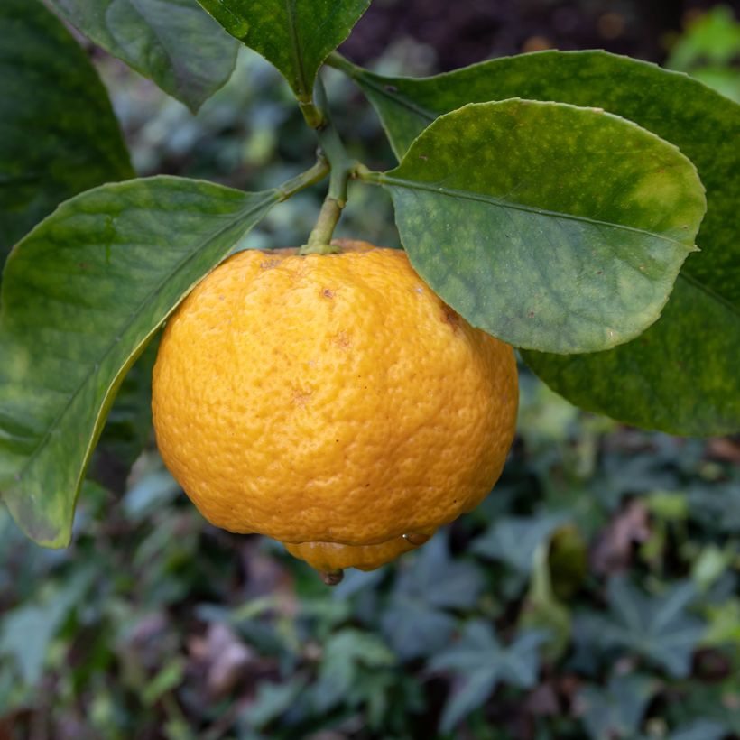 Lima Pursha - Citrus limetta (Floración)