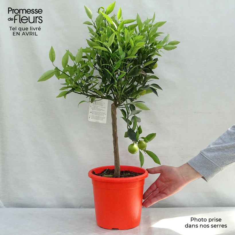 Naranjo chino Kucle Maceta 4L/5L, 1/4 tallo Ejemplar entregado en la primavera