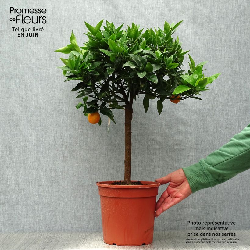 Ejemplar de Naranjo chino Kucle Maceta 4L/5L, 1/4 tallo entregado en verano