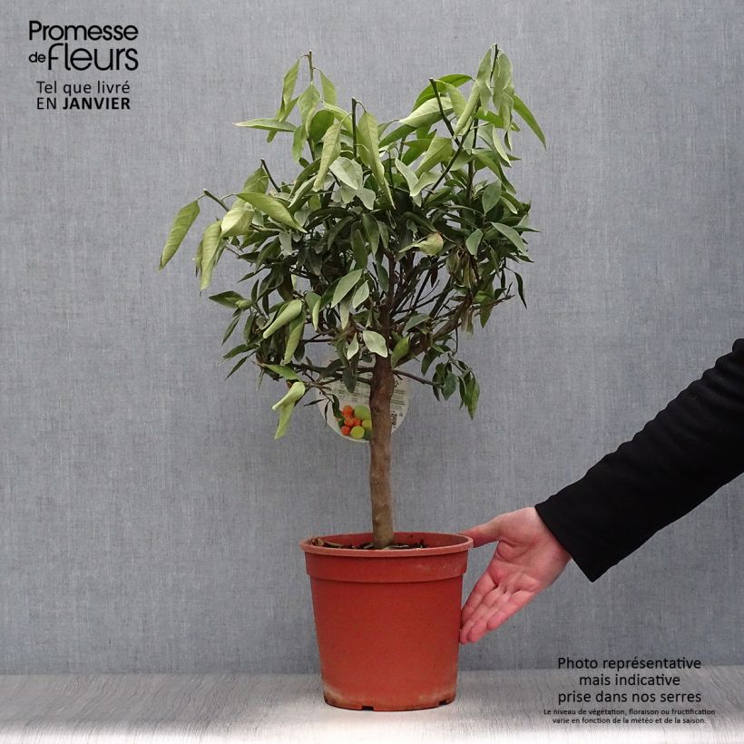 Naranjo chino Kucle Maceta 4L/5L, 1/4 tallo Ejemplar entregado en invierno