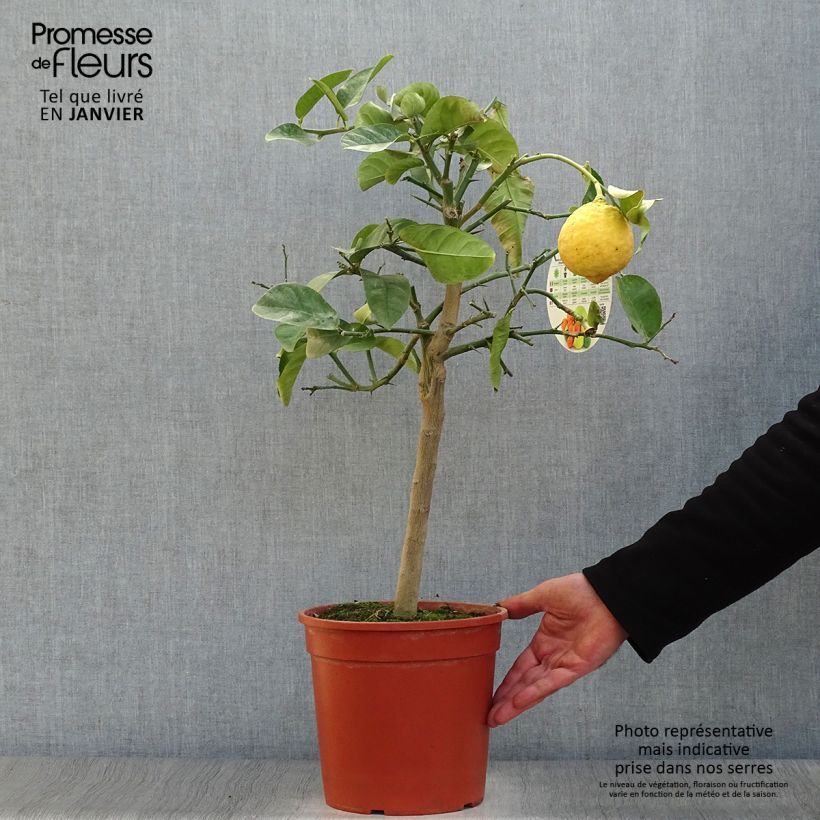 Limón Imperial Lipo Maceta 4L/5L, 1/4 tallo Ejemplar entregado en invierno