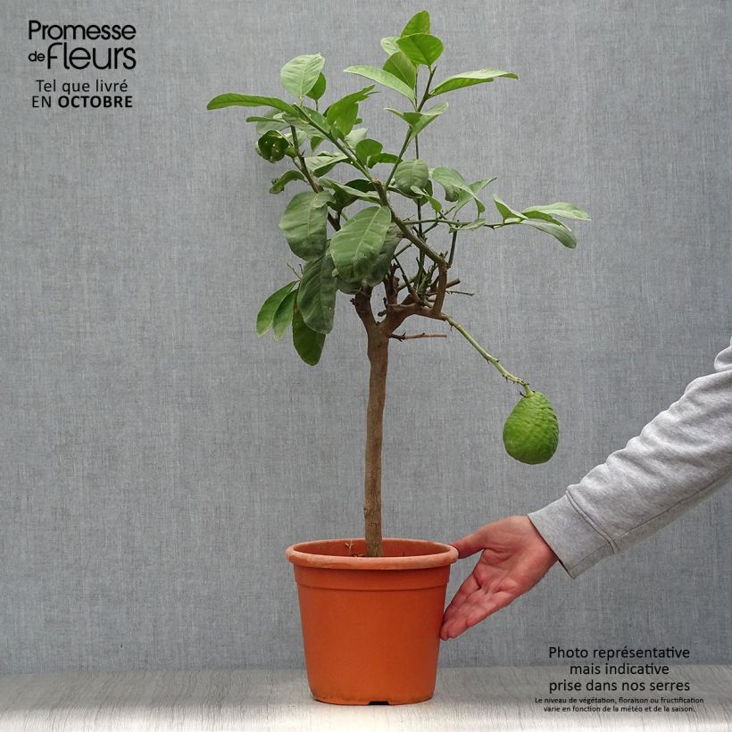 Ejemplar de Cidro Maxima - Citrus medica Maceta 4L/5L, 1/4 tallo entregado en otoño