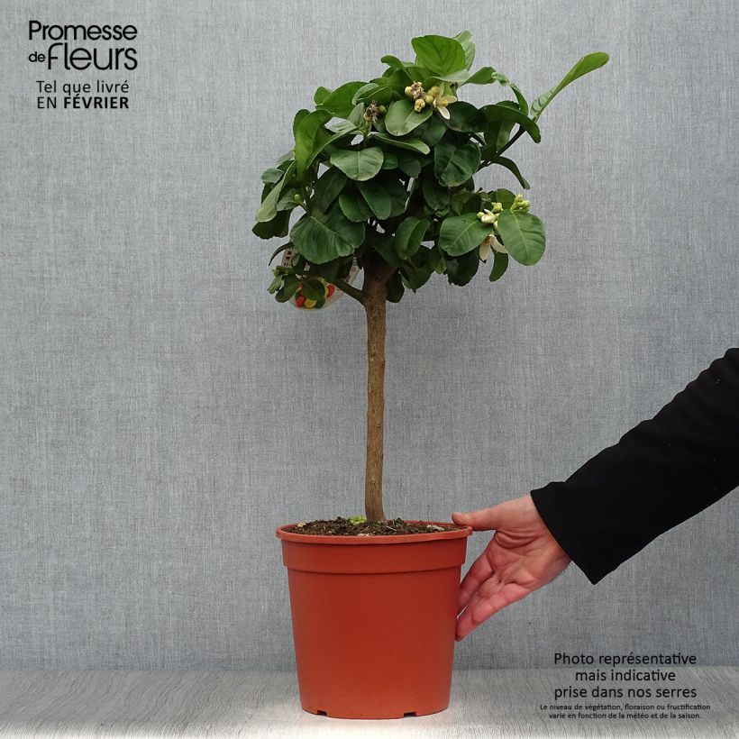 Cidro Maxima - Citrus medica Maceta 4L/5L, 1/4 tallo Ejemplar entregado en invierno