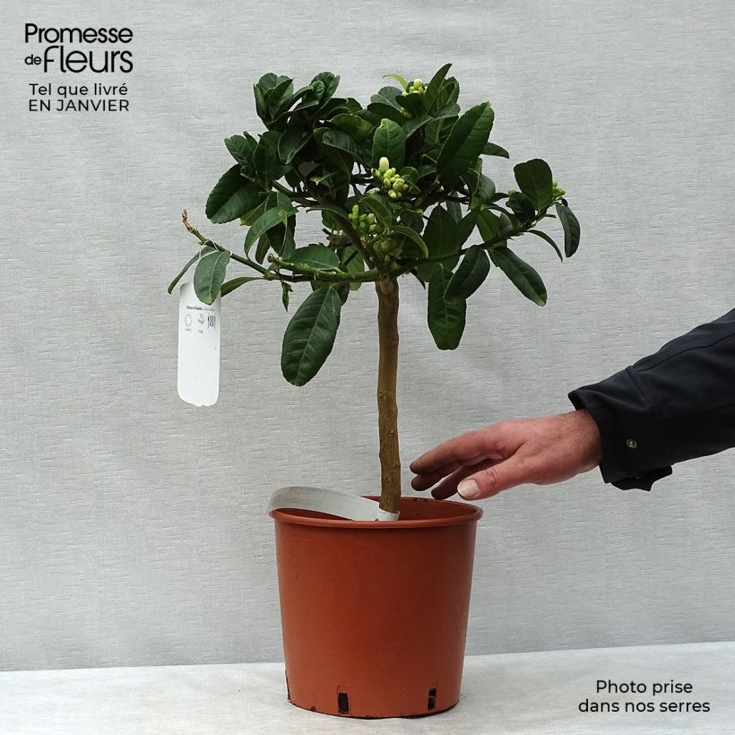 Cítrico Mano de Buda - Citrus medica var. sarcodactylis Maceta 4L/5L, 1/4 tallo Ejemplar entregado en invierno