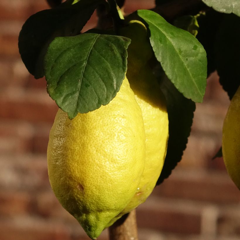 Limonero de las 4 estaciones - Citrus limon (Floración)