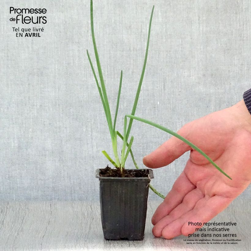 Cebolleta St Jacques Maceta de 7/8 cm Ejemplar entregado en la primavera