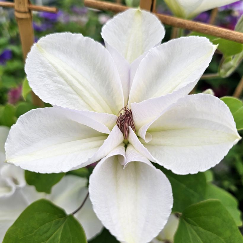 Clematis Guernsey Flute (Floración)
