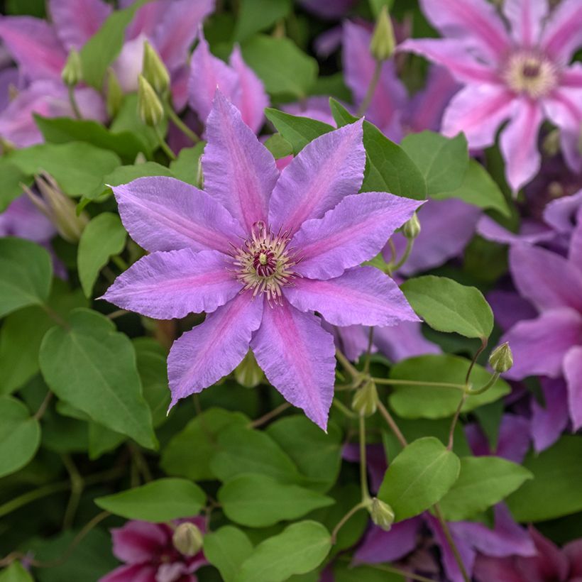 Clematis Tumaini (Floración)