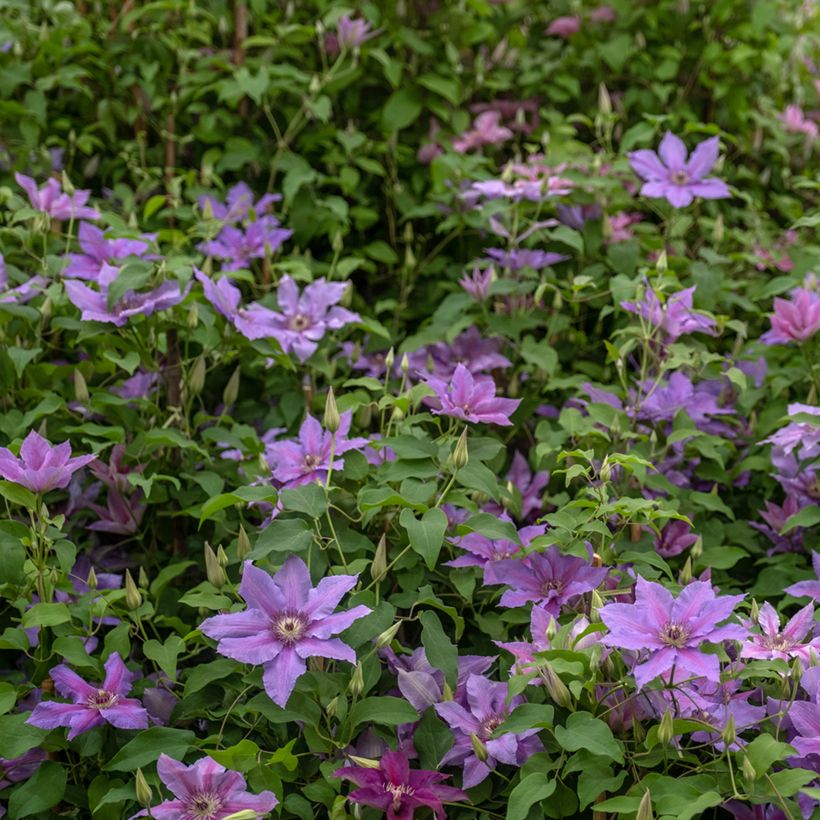 Clematis Tumaini (Porte)