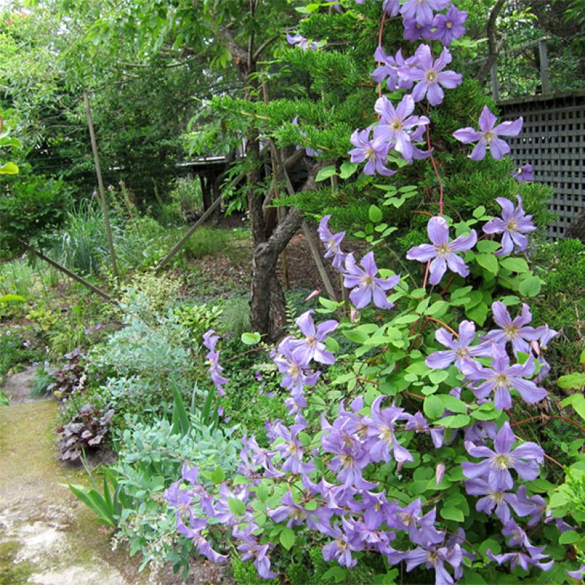 Clematis Prince Charles (Porte)