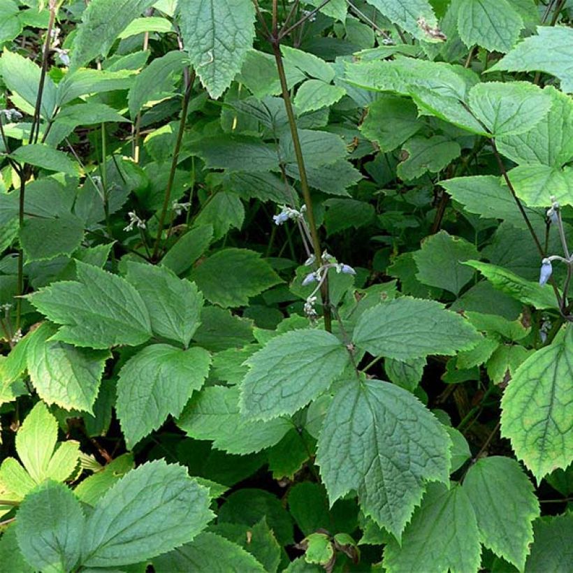 Clematis heracleifolia (Follaje)