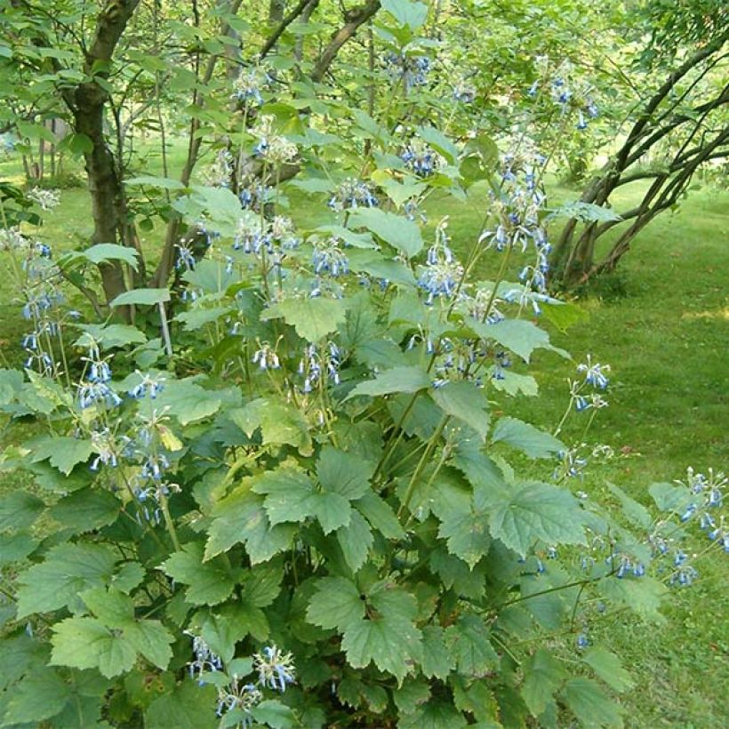 Clematis heracleifolia (Porte)