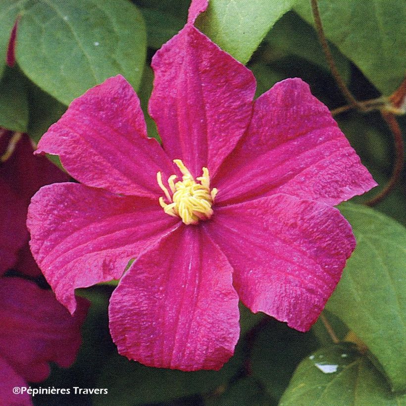 Clematis Barbara Harrington (Floración)