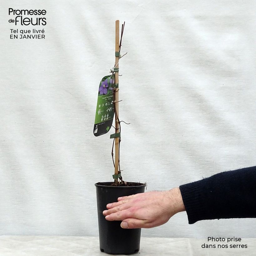 Clematis Général Sikorski Maceta 2L/3L Ejemplar entregado en invierno