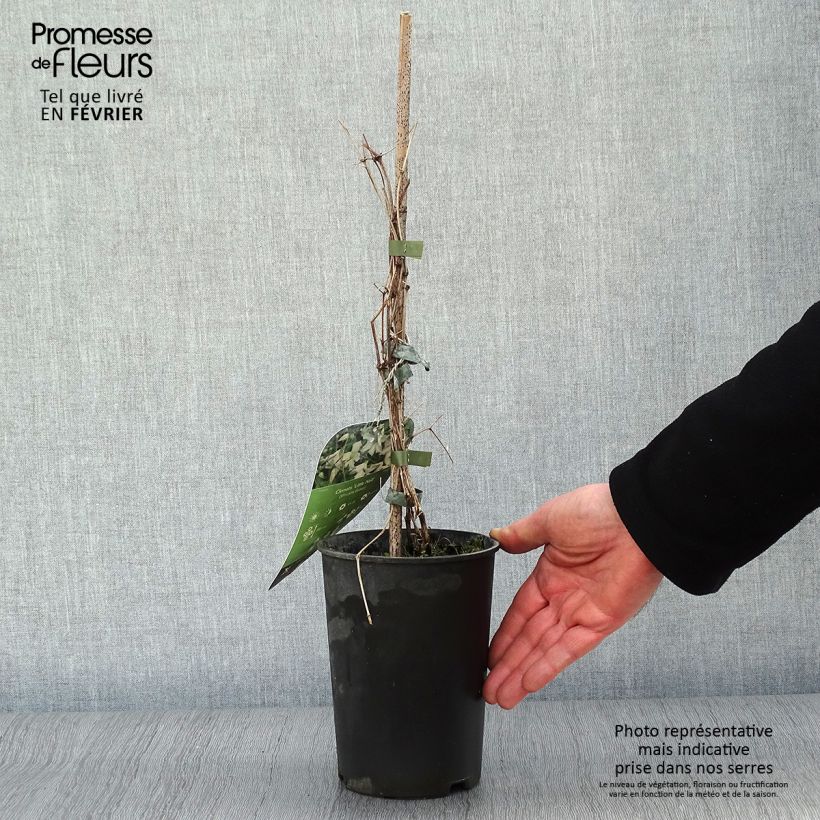 Clematis Little Nell Maceta 2L/3L Ejemplar entregado en invierno