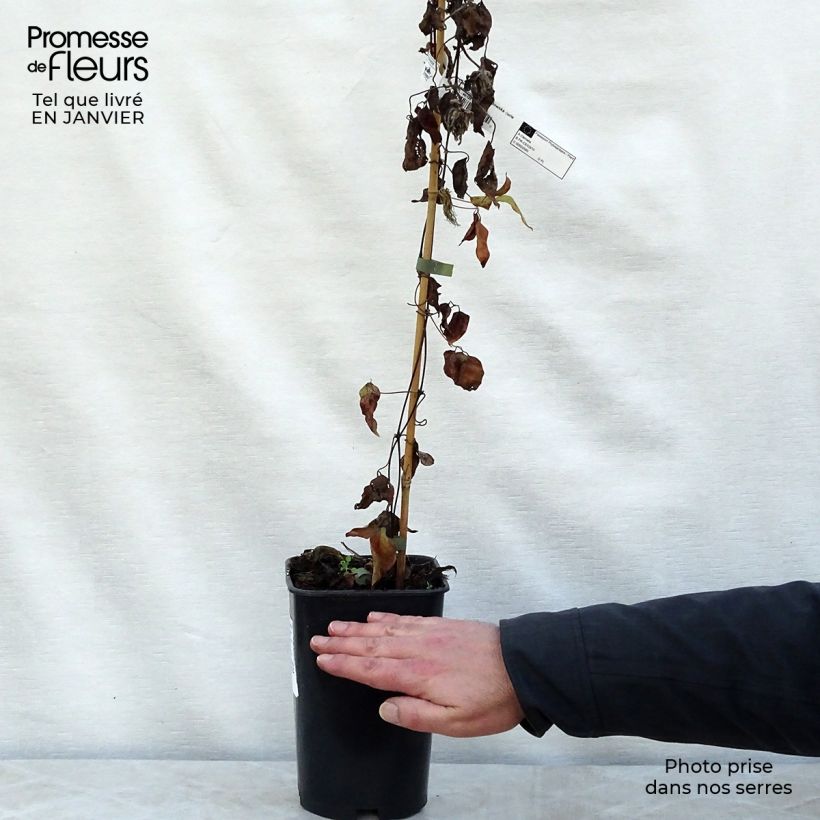 Clematis Maria Skłodowska Curie Maceta 2L/3L Ejemplar entregado en invierno