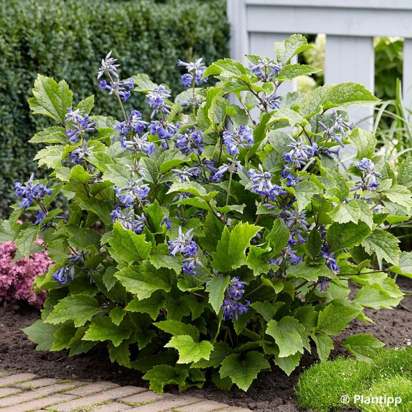 Clematis New Love (Porte)