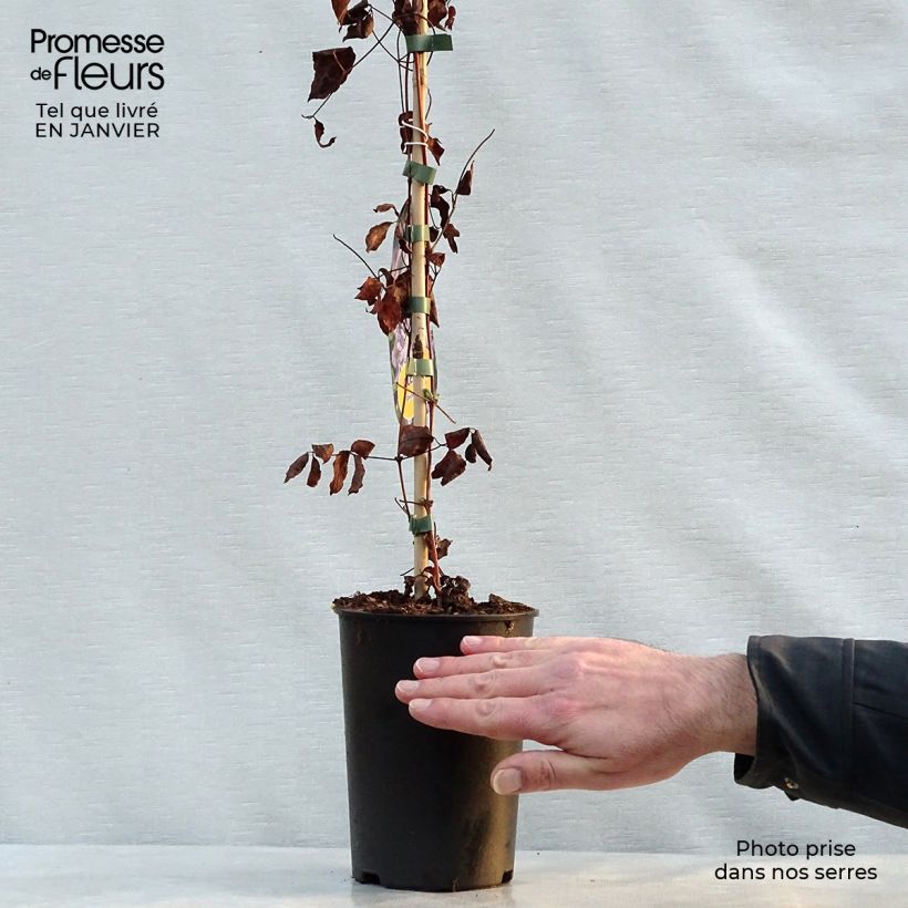 Clematis Prince Charles Maceta 2L/3L Ejemplar entregado en invierno