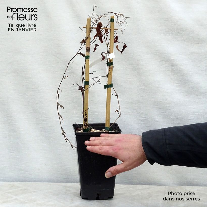 Clematis Sen no Kaze Maceta 2L/3L Ejemplar entregado en invierno