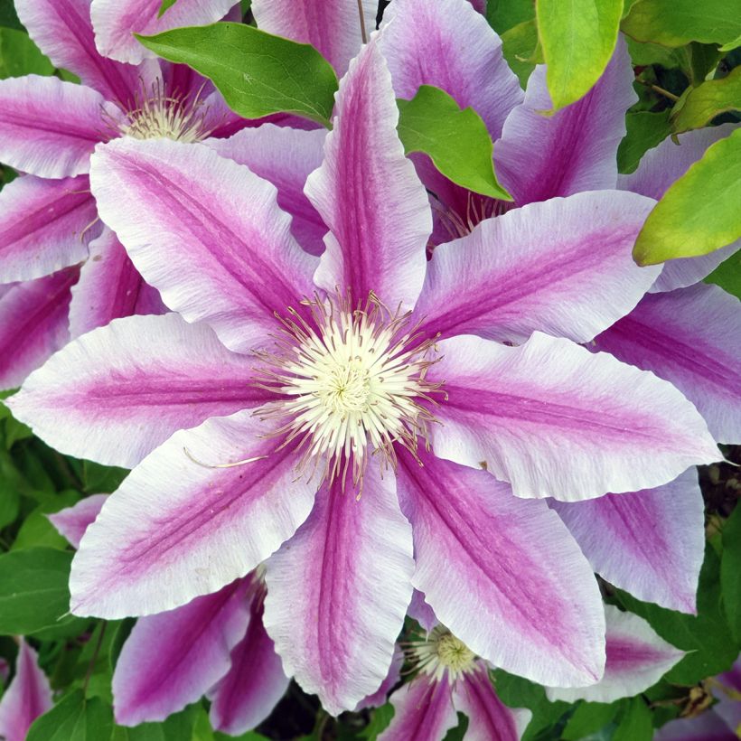 Clematis Sugar Candy (Floración)