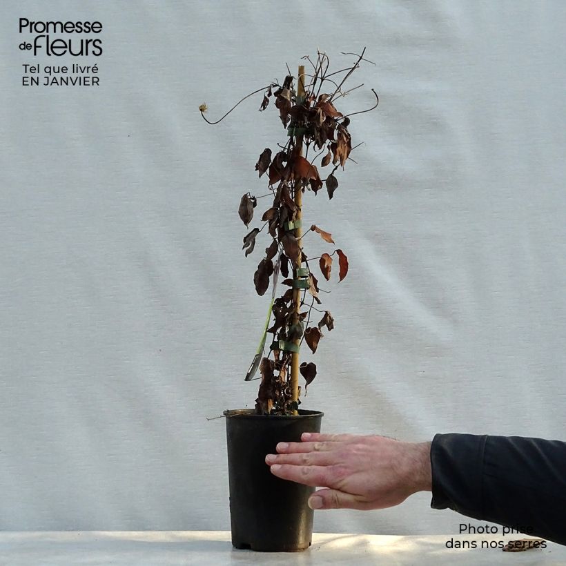 Clematis Warszawska Nike Maceta 2L/3L Ejemplar entregado en invierno